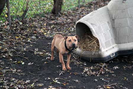 Man Charged with Possessing  Dogfighting Equipment