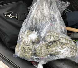 suspected marijuana