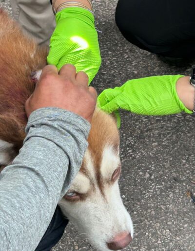 THIS HUSKIE FROM THE HOMELESS ENCAMPMENT IN 31ST CICERO IS GETTING ANTIBIOTICS TO PROTECT HIM FROM INFECTION